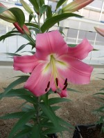 [5544 PO47 Sharida No02.JPG]